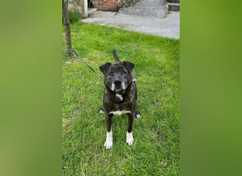 Ebelin ❤️ so herzensguter Familienhund!