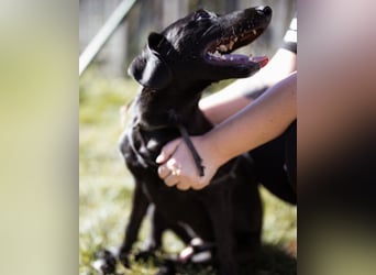 DIEGO❤️sozialer, menschenbezogener Jungspund mit fröhlichem Wesen