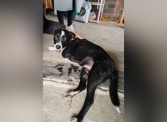 Betty ❤️ verschmuste & anhängliche Hundedame