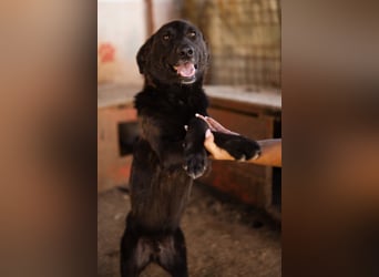 Black-Beau ♥ Sasha ♥ noch schüchtern - verständlich - aber herzlich