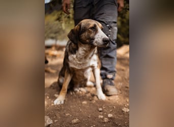 Prachtbursche Pero - ein toller Familienhund sozial, klug, lieb