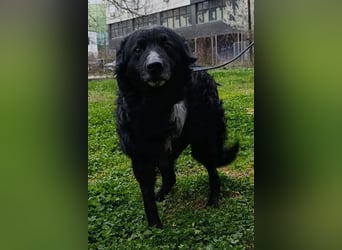 Nox ❤️ liebevoller Kämpfer auf 3-Beinen