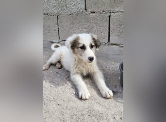 Schatz Sinan - toller Junghund sucht zeitnah eine PS !