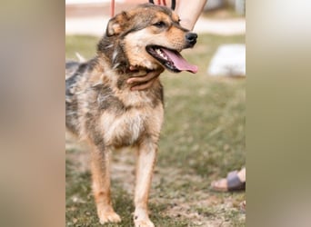 freundliche, liebevolle Mix-Hundedame Lizzy