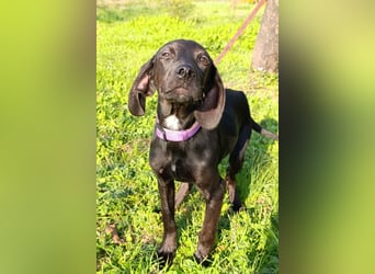 Luna ❤️ fröhliches, aktives Hundemädchen