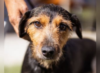 RICARDA❤️sanfte Terrier-Dame mit großem Herz sucht liebevolles Zuhause