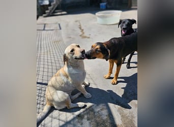 Wundervolle Aylini sucht eine Familie