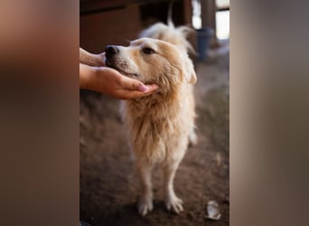 SKOČKO❤️ein Sonnenschein auf vier Pfoten sucht dich