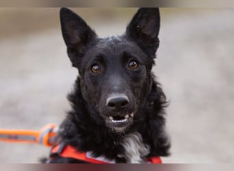 Betty ❤️ kuschlige, verspielte junge Hundedame