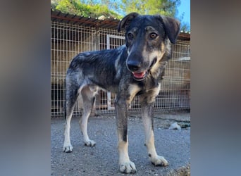 Mili-HSH-Rüde: braucht Liebe & Vertrauen