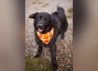 MIKE❤️Gute-Laune-Retriever-Mix sucht sein Glück