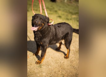 Aktiver Ares sucht seine aktiven Menschen