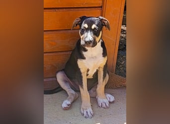Welpenmädchen Lykka ❤️ fröhlich, verspielt, neugierig!