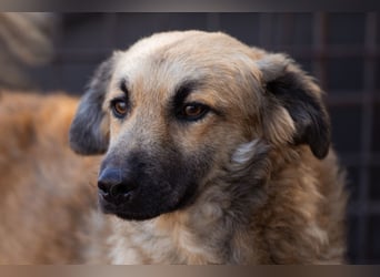 Ben ❤️ schmusiger, schüchterner Hundebub