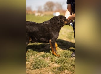 Aktiver Ares sucht seine aktiven Menschen