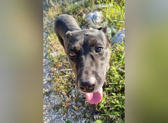Goldige ♥ Godina ♥ kinderliebe, soziale Hündin
