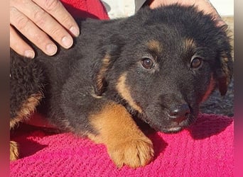 Kleine, schüchterne Vaiana = sucht Liebe und Treue