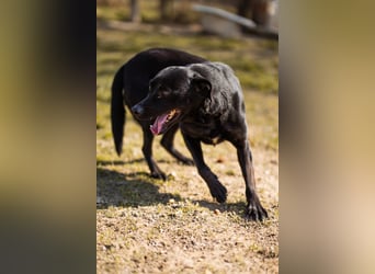 Coolio - wunderbar fröhlicher aktiver Bub