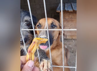 Sanfter Rüde ♥Amigo♥ erwartet dich bereits in 74749 Rosenberg