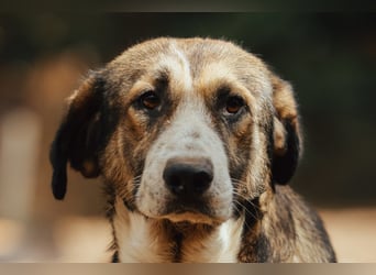 Prachtbursche Pero - ein toller Familienhund sozial, klug, lieb