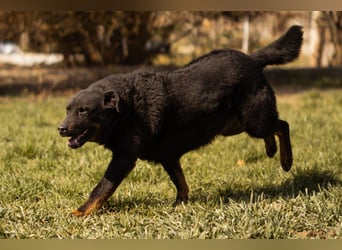 Aktiver Ares sucht seine aktiven Menschen