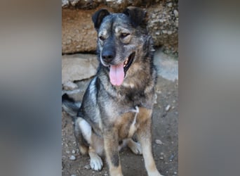 Medo ❤️ so gutmütig, liebevoll + sozial!