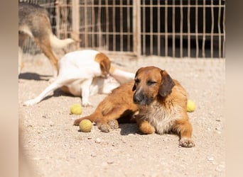 Sanfter ♥ Oscar ♥ wartet schon in 74749 Rosenberg