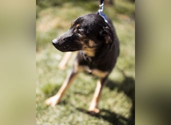 FRIDA❤️Terrier-Mix-Sonnenscheinchen sucht ihr Zuhause voller Liebe