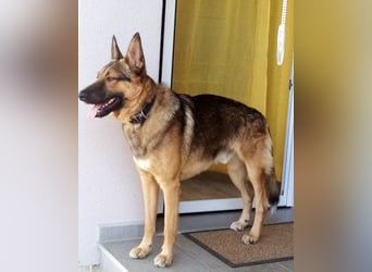 Liebevolles Fellnäschen Bebo -  liebt jeden, ob Mensch, Hund oder Katze