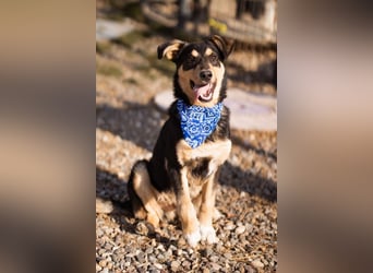 Norio ❤️ kuschliger, verspielter junger Hundebub