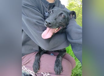 Hana - wundervolle, liebe Zuckerschnute mit einem kleinen Tick