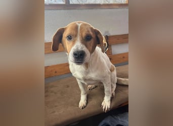 Sony ❤️ Familienhund mit großem Herzen