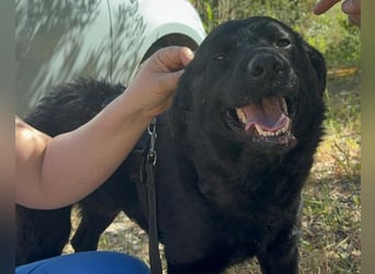 Bruce ❤️ Sanftmütig, loyal, verschmust!