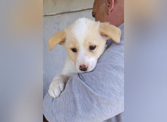 Welpin ♥Tina♥ hofft nun darauf ihre lieben & treuen Menschen zu finden