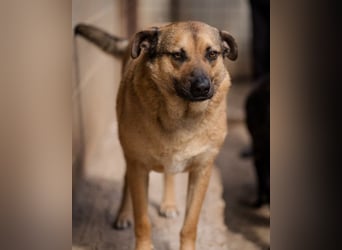 Good-Boy LINO❤️zutraulich, sozial & aufgeschlossen