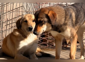 Klausi ❤️ sanft, sensibel + sucht Halt & Liebe