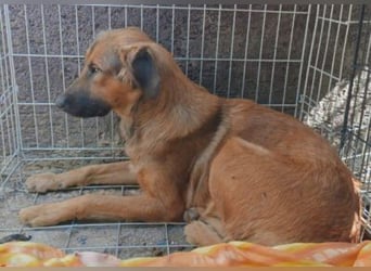 Schüchterne Crissi - braucht Liebe und Halt