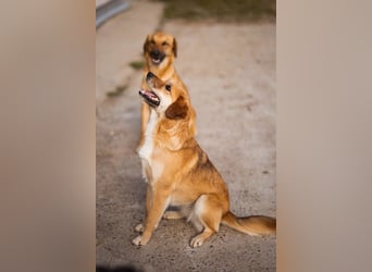 Linda & Luna -  dein Duo-Dreamteam auf 4 Pfoten