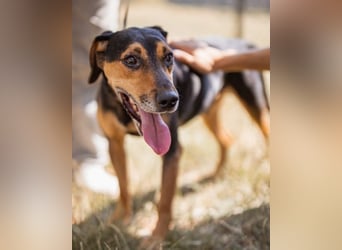 Jasco ❤️ neugierig, lebhaft & verspielt