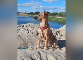 Toller Rüde ♥ Taro ♥ wartet bereits in 24885 Sieverstedt