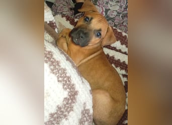 Welpenbub ♥Mika♥ katzenfreundlicher rundum toller Schatz