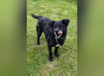 BIMAL❤️lieber, ruhiger Familienhund und katzenverträglich