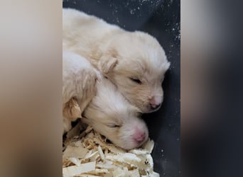 Klein ♥Luan♥ fröhlicher, neugieriger Welpenbub