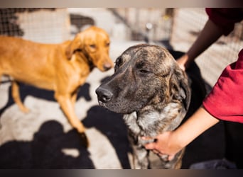 Ludwig ❤️ unser lieber, verschmuster Jungrüde!