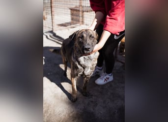 Ludwig ❤️ unser lieber, verschmuster Jungrüde!