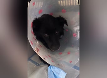 Nox ❤️ liebevoller Kämpfer auf 3-Beinen