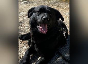 Bruce ❤️ Sanftmütig, loyal, verschmust!