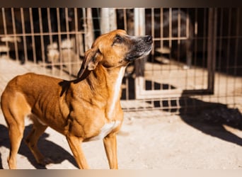 Sanfter Rüde ♥Amigo♥ erwartet dich bereits in 74749 Rosenberg