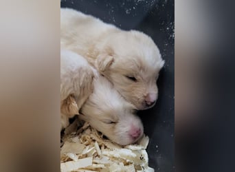 Welpin ♥Tina♥ hofft nun auf Liebe & Treue