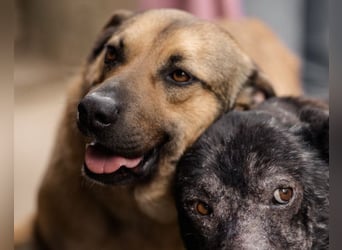 Good-Boy LINO❤️zutraulich, sozial & aufgeschlossen